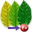 Iron in plants and correction of iron chlorosis - SEIPASA